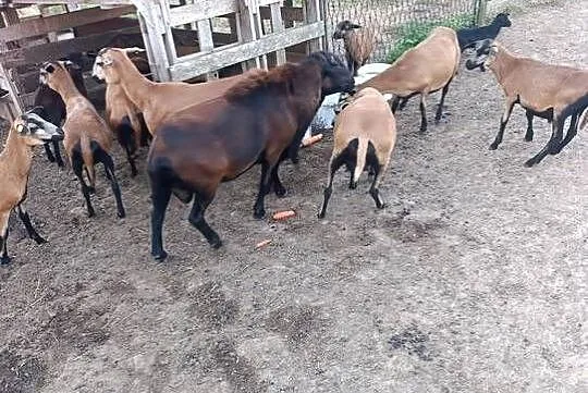 Baran Barbados, Śląskie, Owsiszcze