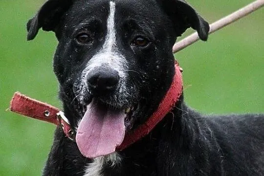 Roki, spokojny psiak o gołębim serduszku!