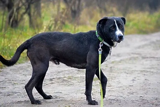 Roki, spokojny psiak o gołębim serduszku!, Mazowieckie, Warszawa