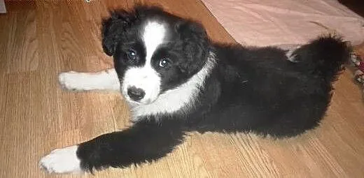 Hoshi około 9 tyg. szczeniak do adopcji , mazowie