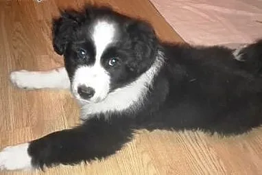 Hoshi około 9 tyg. szczeniak do adopcji , mazowieckie Warszawa