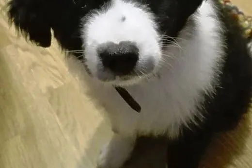 Hoshi około 9 tyg. szczeniak do adopcji ,  mazowie
