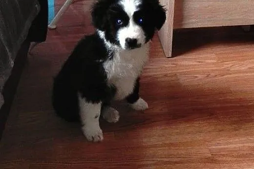 Hoshi około 9 tyg. szczeniak do adopcji ,  mazowie