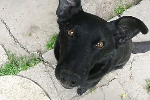 Kochany pies przykuty do łańcucha, daj mu dom!,  podkarpackie Przemyśl