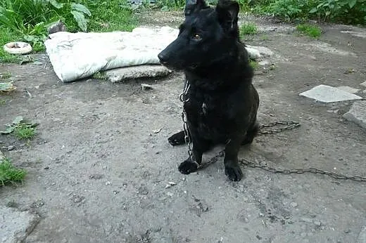 Kochany pies przykuty do łańcucha, daj mu dom!,  p