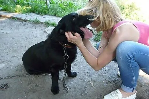 Kochany pies przykuty do łańcucha, daj mu dom!,  p