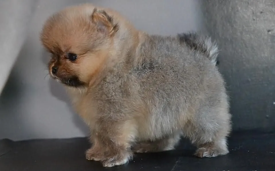 Szpic pomeranian / FCI