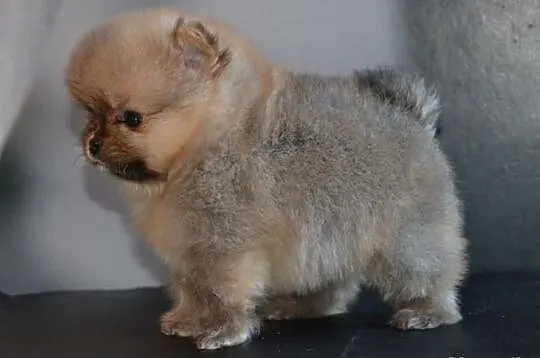 Szpic pomeranian / FCI