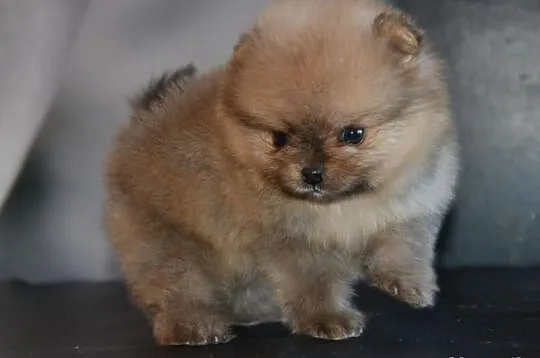 Szpic pomeranian / FCI