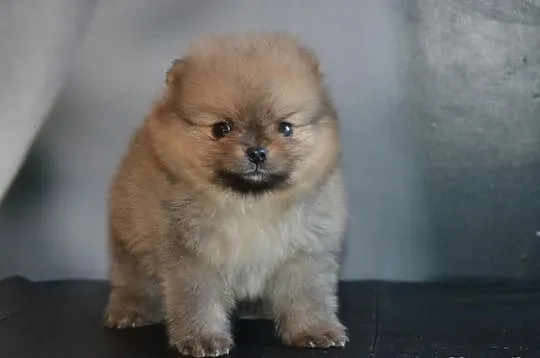 Szpic pomeranian / FCI