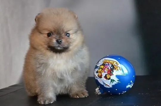 Szpic pomeranian / FCI
