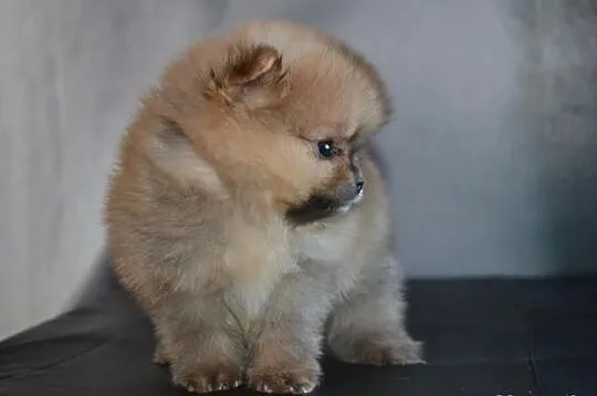Szpic pomeranian / FCI
