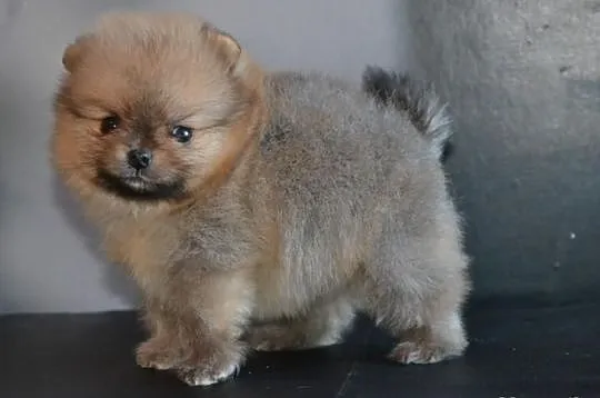 Szpic pomeranian / FCI