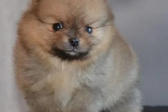 Szpic pomeranian / FCI