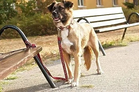 Piekna BONA szuka swojrgo człowieka !,  mazowiecki