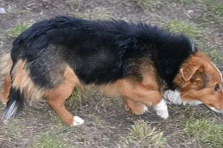 Lucky-malutki piesek, uderzony w główkę ledwo prze