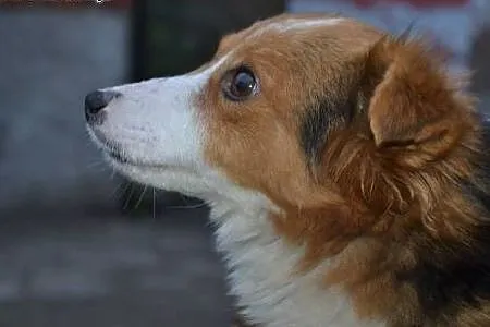 Lucky-malutki piesek, uderzony w główkę ledwo prze