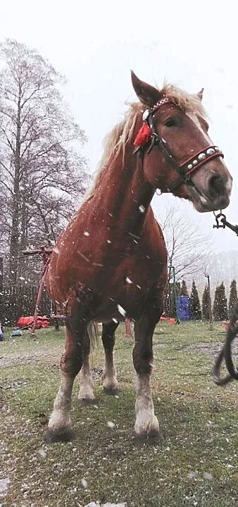 Klacz Zimnokrwista - Freda Ur. 2016 r, Mazowieckie, Józefów