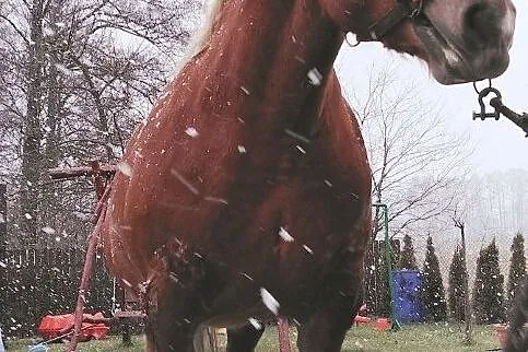 Klacz Zimnokrwista - Freda Ur. 2016 r, Mazowieckie, Józefów
