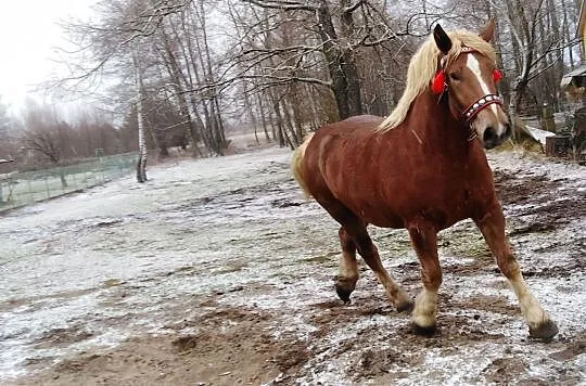 Klacz Zimnokrwista - Freda Ur. 2016 r, Mazowieckie, Józefów