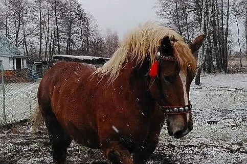 Klacz Zimnokrwista - Freda Ur. 2016 r, Mazowieckie, Józefów