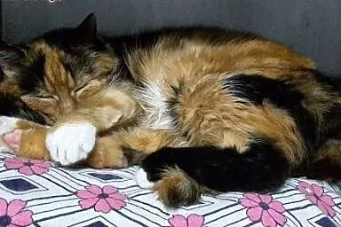 Nina. Fundacja Stawiamy Na Łapy,  małopolskie Krak
