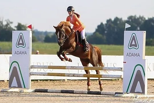 Lady Ewita sprzedaż / zamiana, , 