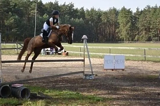Lady Ewita sprzedaż / zamiana, , 