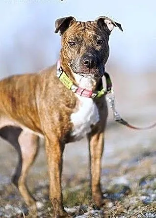Saba w typie amstaffa szuka domu, Amstaff cała Po