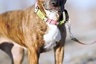 Saba w typie amstaffa szuka domu,  Amstaff cała Po