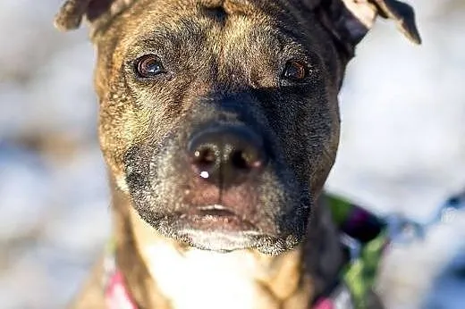 Saba w typie amstaffa szuka domu,  Amstaff cała Po