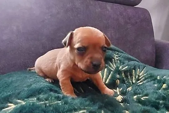 Pinczer Miniaturowy