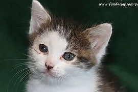 Fanka - spragniona miłości koteczka, Nowy Dwór Mazowiecki