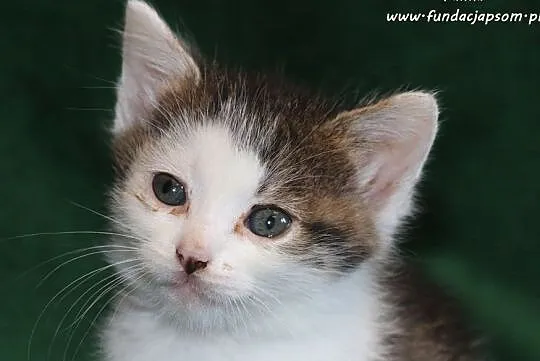 Fanka - spragniona miłości koteczka, Nowy Dwór Mazowiecki