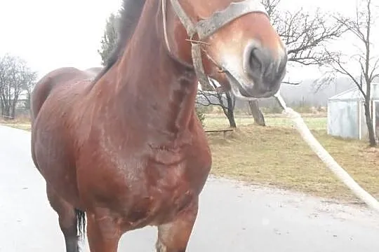 Sprzedam klacz zimnokrwistą dopłatową.