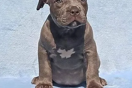 American Stafforshire Terrier, , Gierszowice
