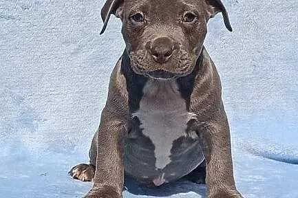 American Stafforshire Terrier, , Gierszowice