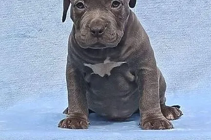 American Stafforshire Terrier, , Gierszowice