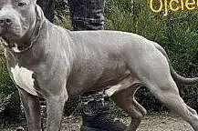 American Stafforshire Terrier, , Gierszowice