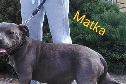 American Stafforshire Terrier, , Gierszowice