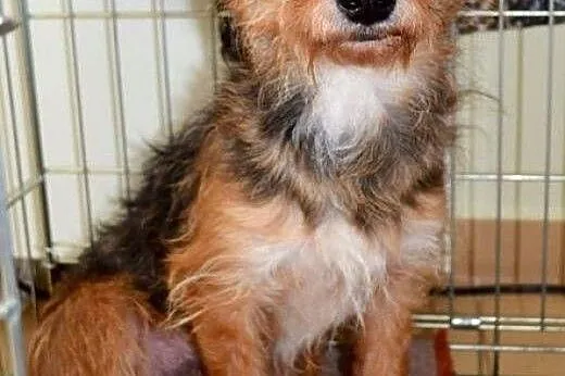 Zara - śliczna teriereczka :),  warmińsko-mazurski