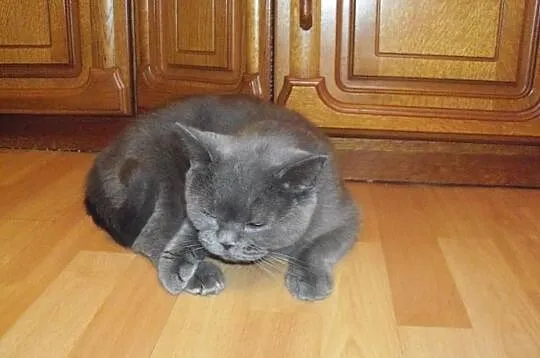 Kocieta Brytyjskie