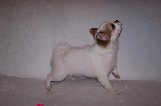 Chihuahua pies długowłosy 3 m-ce ZKwP