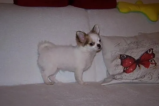 Chihuahua pies długowłosy 3 m-ce ZKwP