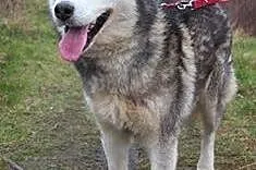 Chaber cudny psiak w typie husky czeka na dom,  śl