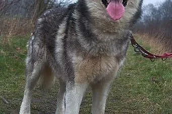 Chaber cudny psiak w typie husky czeka na dom,  śl