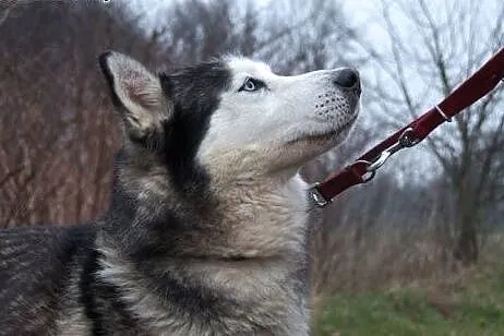 Chaber cudny psiak w typie husky czeka na dom,  śl