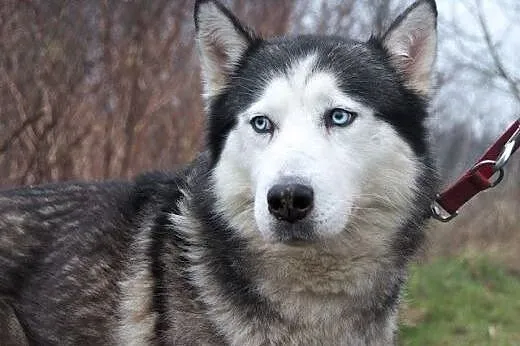 Chaber cudny psiak w typie husky czeka na dom,  śl