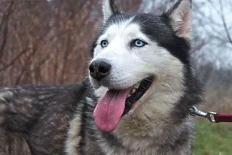 Chaber cudny psiak w typie husky czeka na dom,  śl