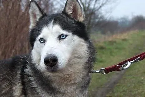 Chaber cudny psiak w typie husky czeka na dom,  śl